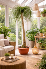 Laden Sie das Bild in den Galerie-Viewer, Elefantenfuss 180-200 cm Beaucarnea recurvata - Flaschenbaum