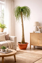 Laden Sie das Bild in den Galerie-Viewer, Elefantenfuss 180-200 cm Beaucarnea recurvata - Flaschenbaum
