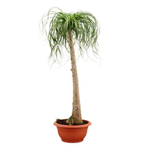 Laden Sie das Bild in den Galerie-Viewer, Elefantenfuss 180-200 cm Beaucarnea recurvata - Flaschenbaum