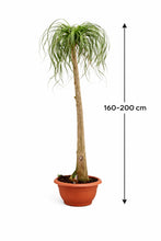 Laden Sie das Bild in den Galerie-Viewer, Elefantenfuss 180-200 cm Beaucarnea recurvata - Flaschenbaum